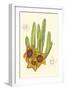 Curtis Flowering Cactus III-Samuel Curtis-Framed Art Print