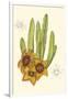 Curtis Flowering Cactus III-Samuel Curtis-Framed Art Print