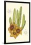 Curtis Flowering Cactus III-Samuel Curtis-Framed Art Print