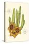 Curtis Flowering Cactus III-Samuel Curtis-Stretched Canvas