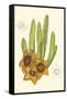 Curtis Flowering Cactus III-Samuel Curtis-Framed Stretched Canvas