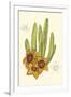 Curtis Flowering Cactus III-Samuel Curtis-Framed Art Print