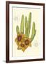 Curtis Flowering Cactus III-Samuel Curtis-Framed Art Print