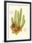 Curtis Flowering Cactus III-Samuel Curtis-Framed Art Print