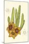 Curtis Flowering Cactus III-Samuel Curtis-Mounted Art Print