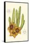 Curtis Flowering Cactus III-Samuel Curtis-Framed Stretched Canvas