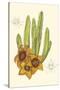 Curtis Flowering Cactus III-Samuel Curtis-Stretched Canvas