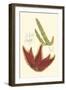 Curtis Flowering Cactus IV-Samuel Curtis-Framed Art Print