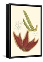 Curtis Flowering Cactus IV-Samuel Curtis-Framed Stretched Canvas