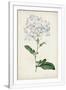 Gramercy White
