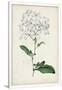 Gramercy White