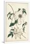 Gramercy White