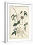 White Frame