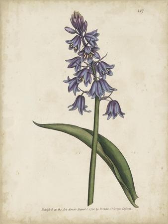 Lavender Curtis Botanicals II