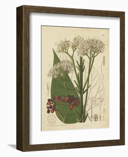 Curtis Leaves & Blooms II-Curtis-Framed Art Print