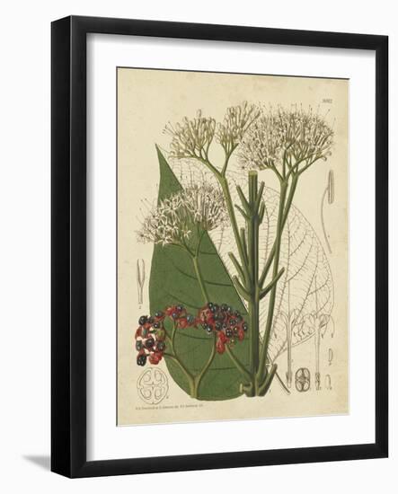 Curtis Leaves & Blooms II-Curtis-Framed Art Print