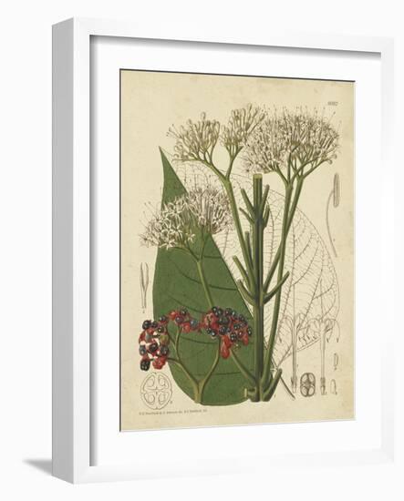 Curtis Leaves & Blooms II-Curtis-Framed Art Print