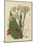 Curtis Leaves & Blooms II-Curtis-Mounted Art Print