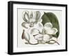 Curtis Magnolia I-Curtis-Framed Art Print