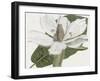 Curtis Magnolia II-Curtis-Framed Art Print