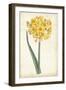 Curtis Narcissus I-Curtis-Framed Art Print