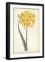 Curtis Narcissus I-Curtis-Framed Art Print