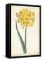 Curtis Narcissus I-Curtis-Framed Stretched Canvas