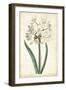 Curtis Narcissus II-Curtis-Framed Art Print