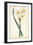 Curtis Narcissus III-Curtis-Framed Art Print