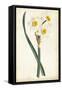 Curtis Narcissus III-Curtis-Framed Stretched Canvas