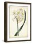 Curtis Narcissus IV-Curtis-Framed Art Print