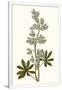 Gramercy White