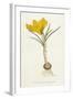 Curtis, Spring Crocus-null-Framed Art Print