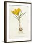 Curtis, Spring Crocus-null-Framed Art Print