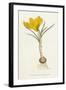 Curtis, Spring Crocus-null-Framed Art Print