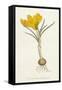 Curtis, Spring Crocus-null-Framed Stretched Canvas