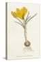 Curtis, Spring Crocus-null-Stretched Canvas