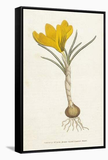 Curtis, Spring Crocus-null-Framed Stretched Canvas