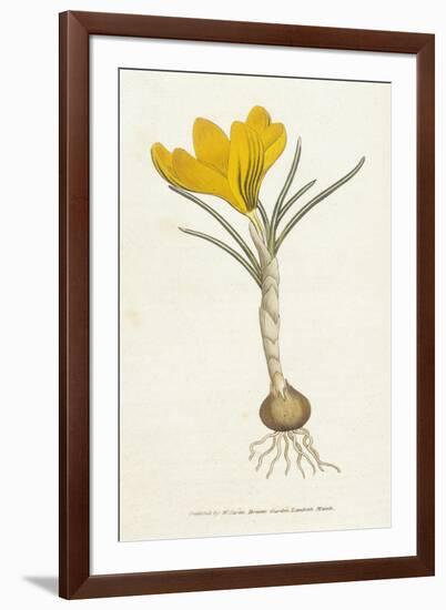 Curtis, Spring Crocus-null-Framed Art Print