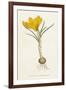 Curtis, Spring Crocus-null-Framed Art Print