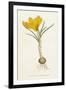 Curtis, Spring Crocus-null-Framed Art Print