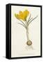 Curtis, Spring Crocus-null-Framed Stretched Canvas