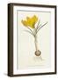 Curtis, Spring Crocus-null-Framed Art Print