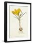 Curtis, Spring Crocus-null-Framed Art Print