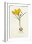 Curtis, Spring Crocus-null-Framed Art Print