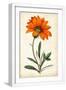 White Frame