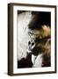 Curtis Through the Looking Glass, Denver Zoo, Colorado-Daniel Gambino-Framed Photographic Print