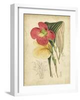 Curtis Tropical Blooms I-Samuel Curtis-Framed Art Print