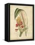 Curtis Tropical Blooms II-Samuel Curtis-Framed Stretched Canvas