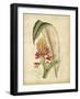 Curtis Tropical Blooms II-Samuel Curtis-Framed Art Print